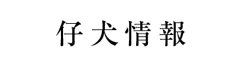 日本犬保存会山形支部　柴犬専門犬舎　絢香誠和　山形誠和荘の仔犬情報