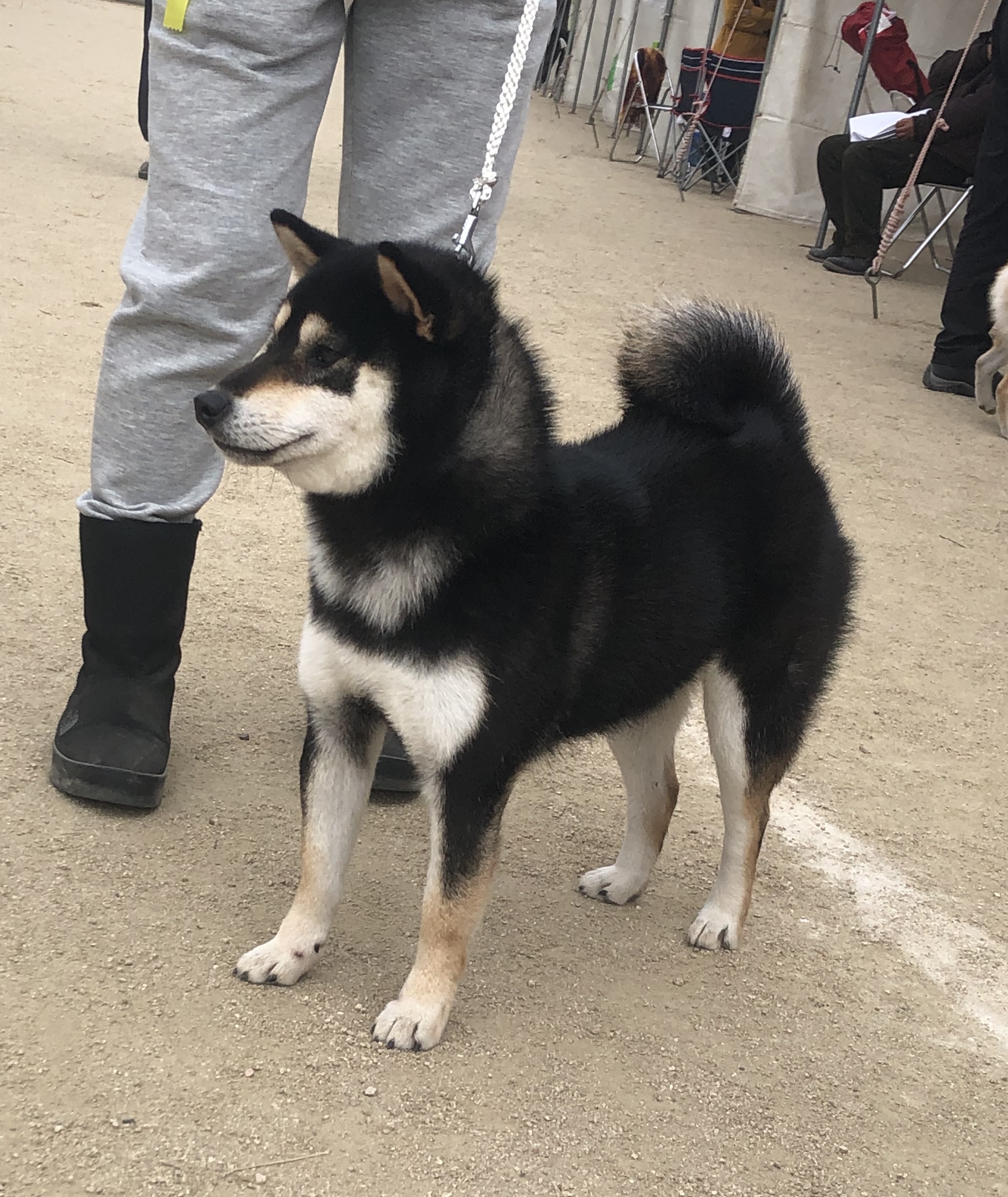 令和元年 日本犬保存会 全国展 岡山 柴犬専門犬舎 絢華誠和 山形誠和荘