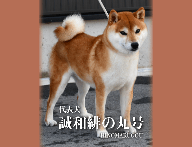 日本犬保存会山形支部の代表犬　誠和ノ紅聖号